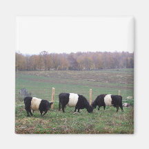 Beltie Cow Herd in Fall Refrigerator Magnet