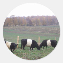 Beltie Cow Herd in Fall Round Stickers