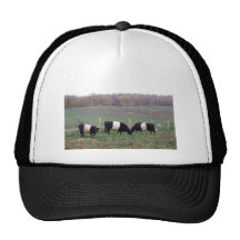 Beltie Cow Herd in Fall Trucker Hats