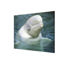 Beluga Whale, Delphinapterus leucas), Captive Canvas Print
