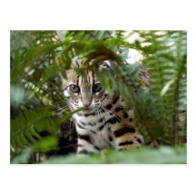 Bengal Cat 022 Post Card
