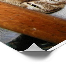 Bengal Cat Poster