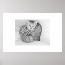 Bengal Cats Posters