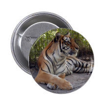 Bengal Tiger-001 Pins