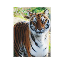 Bengal Tiger Canvas Prints