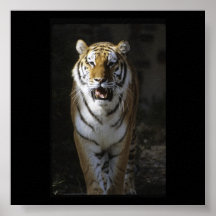 Bengal Tiger on the Prowl Print