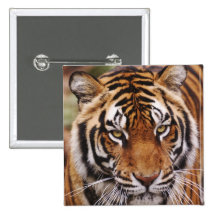 Bengal Tiger, Panthera tigris Pins