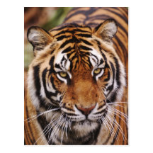 Bengal Tiger, Panthera tigris Post Card