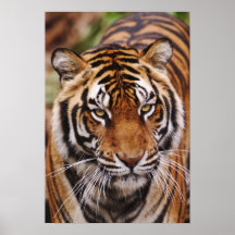 Bengal Tiger, Panthera tigris Poster