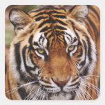 Bengal Tiger, Panthera tigris Square Stickers