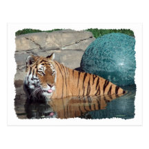 Bengal Tiger Postcard #2