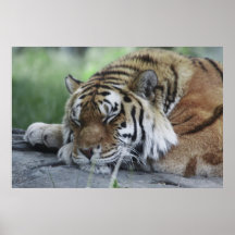 Bengal Tiger Poster