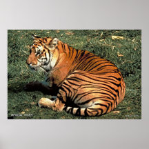 Bengal Tiger Poster