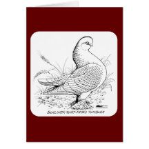 Berliner Pigeon Black and White Card