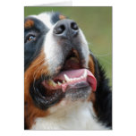 Berner Sennenhund Dog Greeting Card