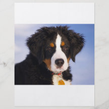 Bernese Mountain Dog - Cute Puppy Photo Flyer
