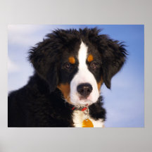 Bernese Mountain Dog - Cute Puppy Photo Posters