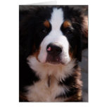 Bernese Mountain Dog Greeting Card