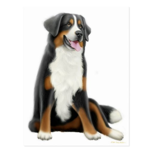 Bernese Mountain Dog Postcard