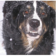 BERNESE MOUNTAIN DOG SCULPTURE CUT OUT