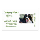 Bernese Mountain Dog with Big Tongue Business Card