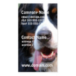 Bernese Mountain Dog with Big Tongue Business Card