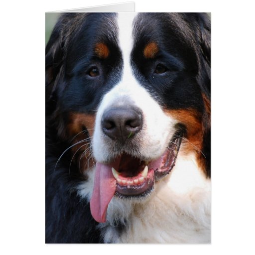 Bernese Mountain Dog with Big Tongue Greeting Card
