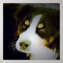 Bernese Mountian Dog Posters