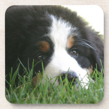 Bernese Puppy Coasters