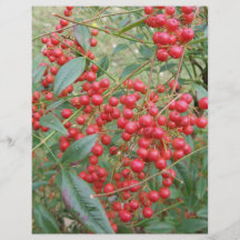 Berries on Nandina Flyers