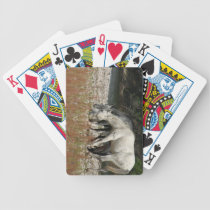 Best Friends photo by Ann Finster playing cards