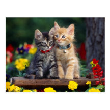 Best Friends Post Card