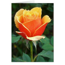 Bi-Colour Rose Bud Card