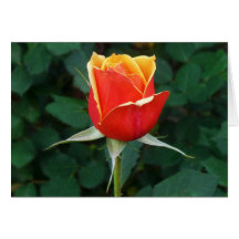 Bi-Colour Rose Bud Card
