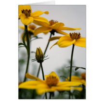 Bidens Cards