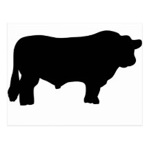big black angus bull post cards