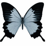 Big Blue & Black Butterfly Acrylic Cut Outs