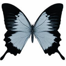 Big Blue & Black Butterfly Acrylic Cut Outs