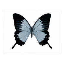 Big Blue & Black Butterfly Postcard