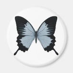 Big Blue & Black Butterfly Refrigerator Magnets