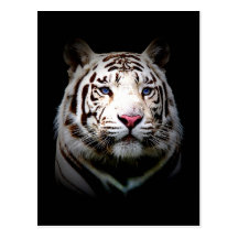 Big Cat Postcard 1
