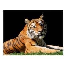 Big Cats - 1 Post Cards