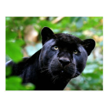 Big Cats - 4 Postcards