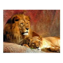 Big Cats - 6 Post Cards