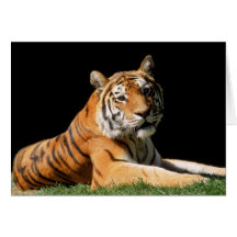 Big Cats Set - 1 Cards