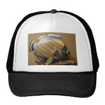 BIG FISH TRUCKER HATS