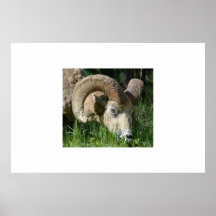 Big Horn Ram Posters
