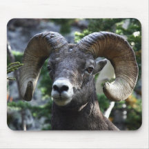 Big Horn Sheep2 Mousepad