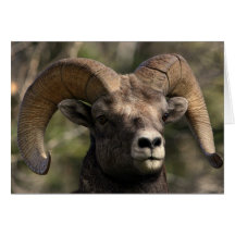 Big Horn Sheep3 Greeting Card