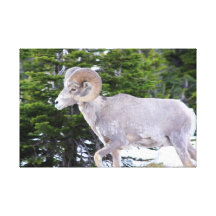 Big Horn Sheep Canvas Prints